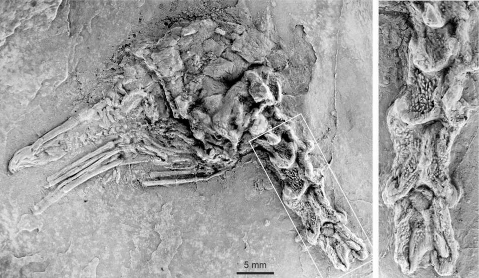 Fossilaufnahme eines Vogels Fossilaufnahme eines Vogels